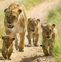 lions at singapore zoo