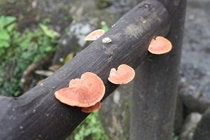 colourful mushrooms costa rica