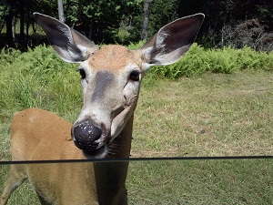 deer at the window at parc omega