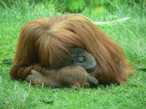 Orangutan Island in Malaysia