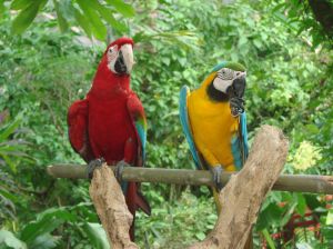 jarong bird park with parrots