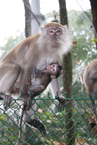 penang monkeys