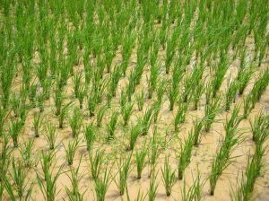 rice field