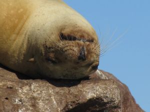 sealion