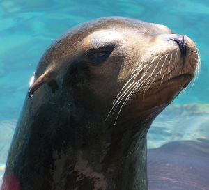 sea lion at sea world