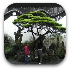 shanghai tree