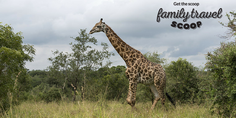 Giraffe in Sout h Africa