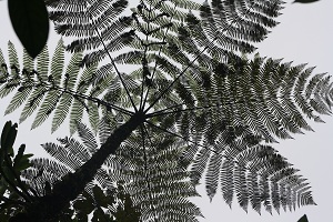 tree costa rica