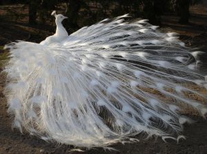 white peacock at Wallentein Palace Gardens