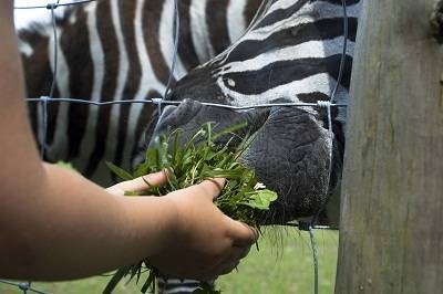 zebra feeding in Kenya