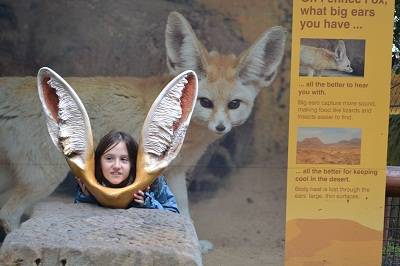 fox ears at Taronga zoo